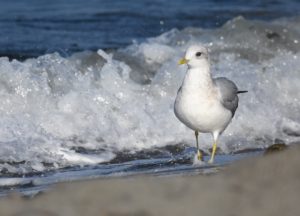 Mew_Gull_(43847964340)