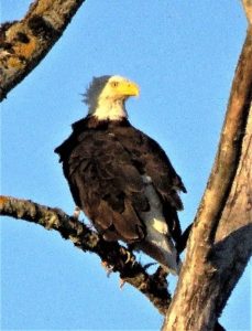 bald eagle Susan setterberg