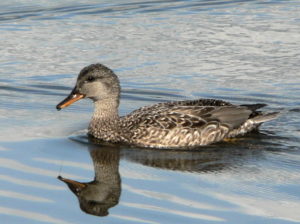 Anas_strepera_gadwall duck 2