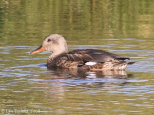 gadwall 2 lyn topinka