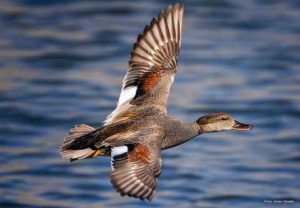 gadwall flying