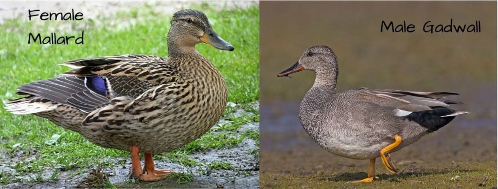 gadwall mallard