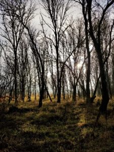 river s trees winter susan s