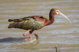 White-faced_Ibis,_breeding_plumage_(34369983275)