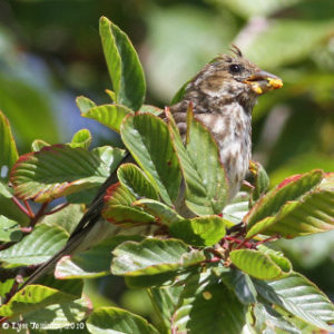 Female Purple Finch