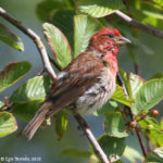 Male Purple Finch