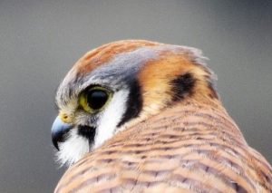 kestral headshot susan setterberg