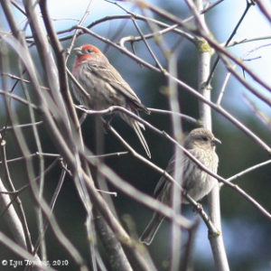 Pair of House Finch