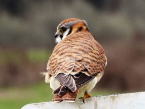 american kestral susan setterberg