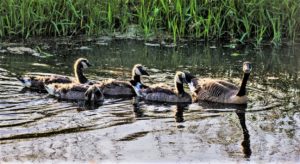 Canada Goose and Goslings