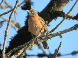 Susan Setterberg - Female or Adolescent Robin