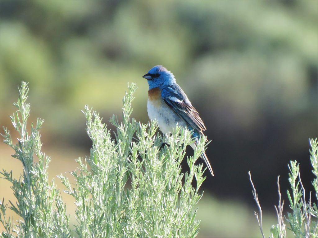 Lazuli Bunting (1)