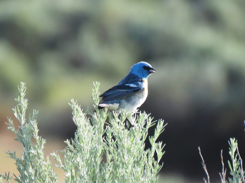 Lazuli Bunting (2)