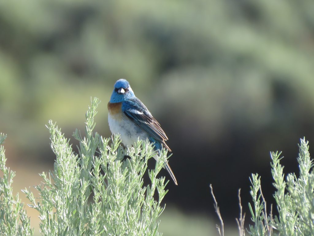 Lazuli Bunting (3)