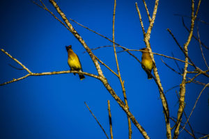 two cedar waxwings in a tree