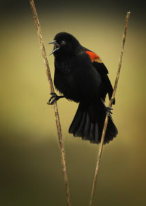 Red-winged Blackbird holding two grass stalks to support itself while it's mouth is open in a loud call by Steve Pickering