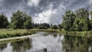 Geese fly over a wetland watrway on Ridgefield NWR