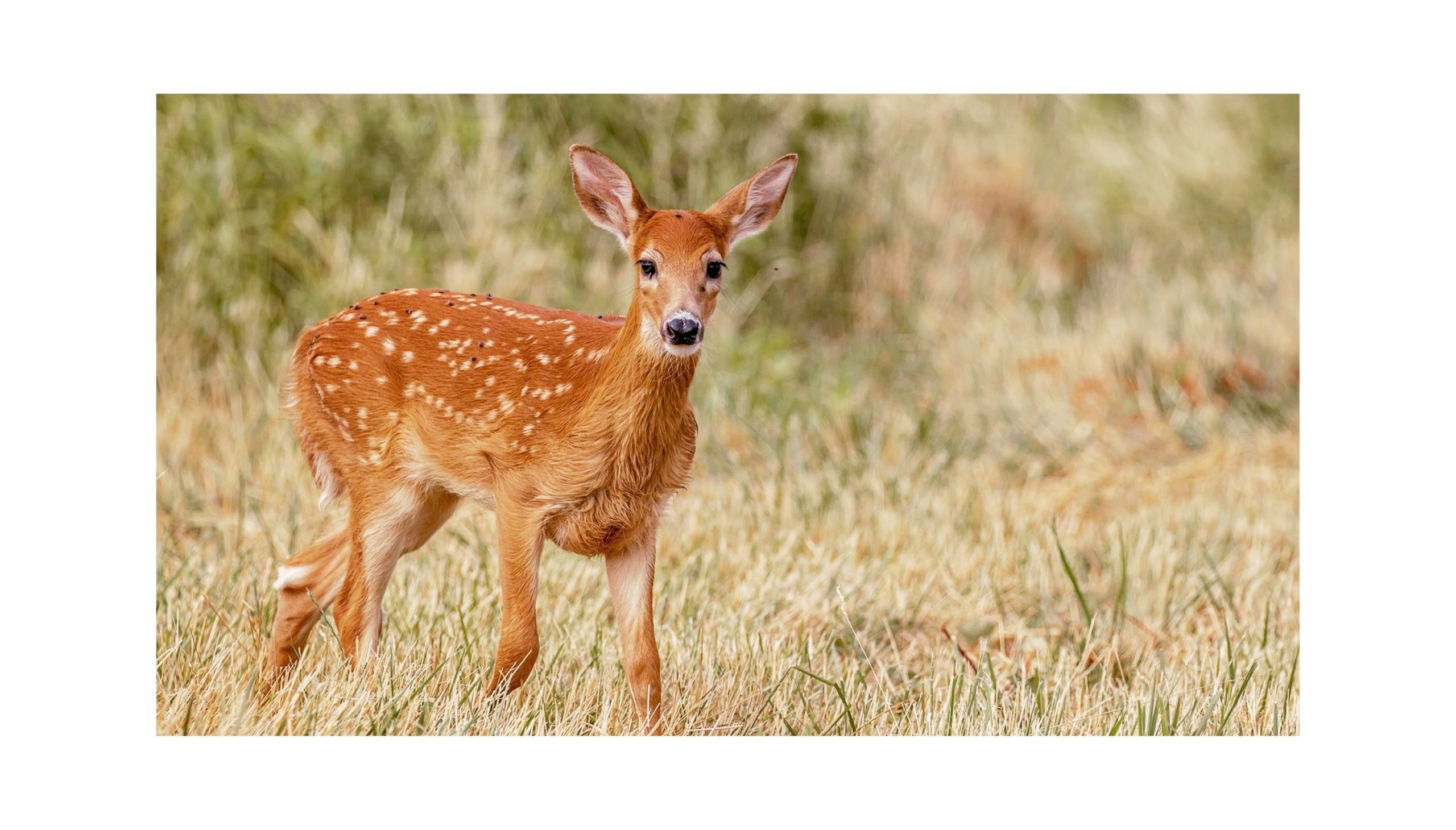 Friends of the Ridgefield National Wildlife Refuge - Ridgefield, WA