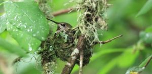 Anna's Hummingbird in nest by Jim Bradley