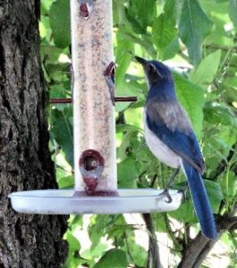 California Scrub Jay on a feeder