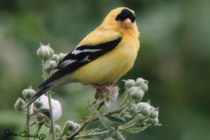 American Goldfinch