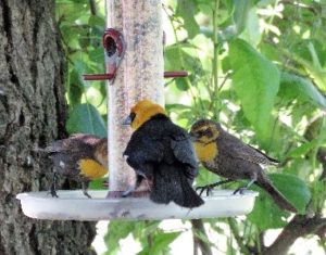 3 yellow headed backbirds, 2 females and one male