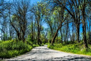 River S Auto Tour entering the stretch lined with cottonwoods