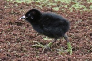 Virginia Rail chick by Bob Eshbach