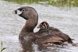 Pied-billed gebe adult with a chick on it's back by Bob Eshbach