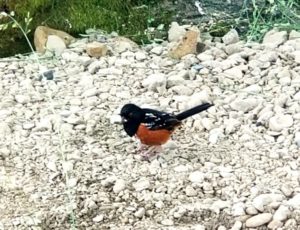 Spotted Towhee by Susan Setterberg