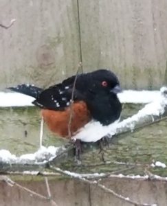 Spotted Towhee sits on a snowy branch by Susan Setterberg