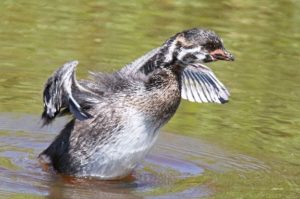 Adult grebe taking off from water