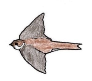 Bank swallow in flight sketch