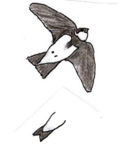 Bank swallow in flight sketch
