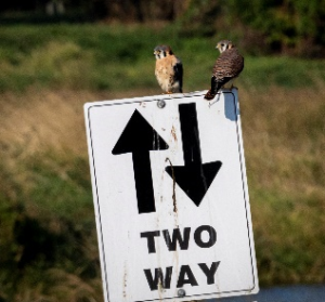 two kestrals perch on a two-way sign