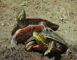 two Western Painted Turtles