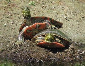 two Western Painted Turtles