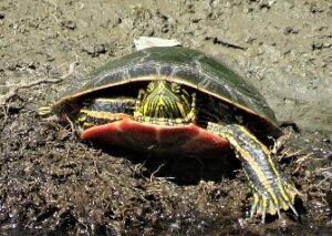 Western Painted Turtle