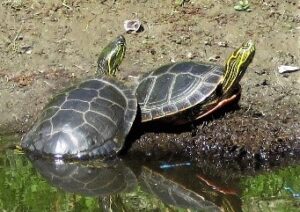 two western painted turtles