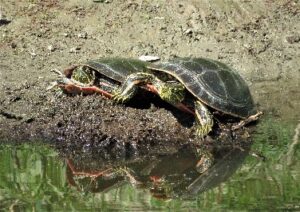 two Western Painted Turtles