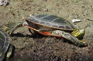 Western Painted Turtle stretching