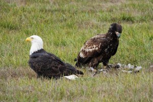 adult and juvenile bald eagles
