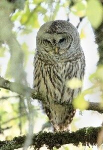 Barred owl by Jim Bradley