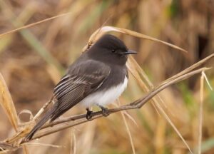 Black Phoebe by Angie Vogel