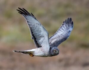 Male Northern Harrier by Carl LaCasse 