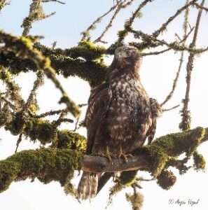 Harlan's Red-tailed Hawk by Angie Vogel