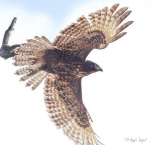 Harlan's Red-tailed Hawk by Angie Vogel
