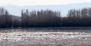 Christmas Bird Count – Swans and other wintering birds in Roth Unit – December 2022