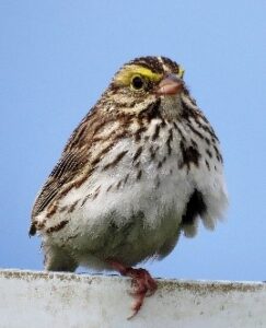 Savannah Sparrow by Susan Setterberg