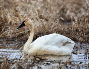 Tundra Swan by Jim Bradley